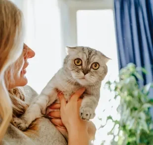 Saiba como lidar com um gato carente