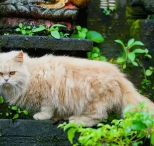 Esses gatos têm cara de mau, mas na verdade eles são puro amor