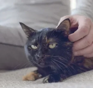 Gato com orelha quente é normal na ausência de outros sintomas
