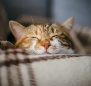 Gato gripado: seu pet tem mais chances de adoecer no inverno