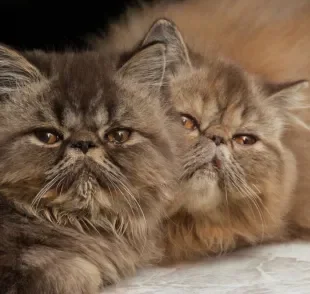 O Persa está entre as raças de gatos com a saúde mais frágil