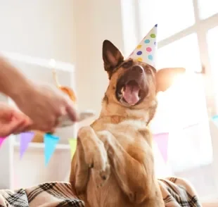 A humanização dos animais tem se tornado cada vez mais comum, mas quais os perigos e benefícios?