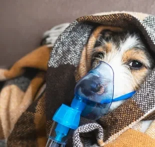 A inalação para cachorro é um procedimento menos invasivo para administrar medicamentos para problemas respiratórios, como asma e bronquite