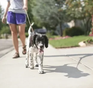 Passear com o cachorro é um cuidado importante para manter a saúde física e mental do pet