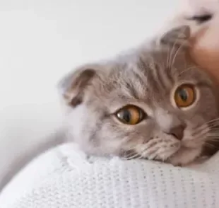 Os motivos do por que gato ronrona vão desde felicidade e conforto até estresse e fome