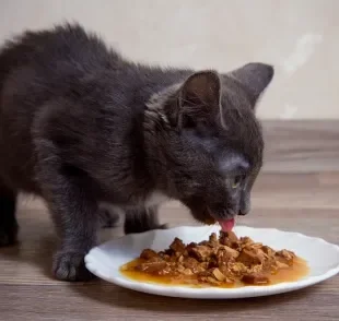 O sachê para gatos pode ser oferecido todos os dias para turbinar a hidratação do pet