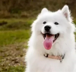  Cachorro Samoieda: saiba mais sobre essa raça amável e companheira! 