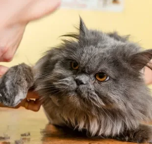 Tosa higiênica em gatos é feita em partes específicas do corpo