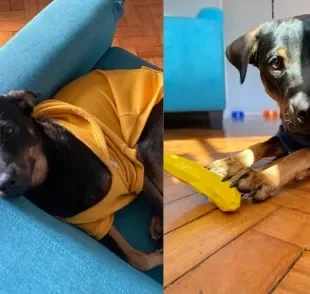 Nomes para cachorro: Salvador é um SRD muito estiloso e arteiro