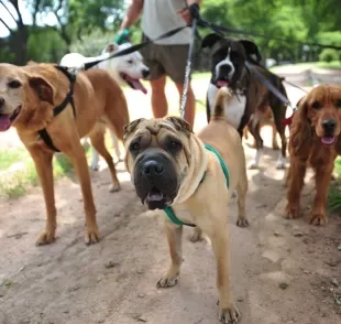 Passeador de cães: preço varia entre 300 e 500 reais