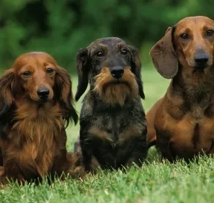  Você sabe como pegar cachorro salsicha no colo sem machucar? Confira as dicas!