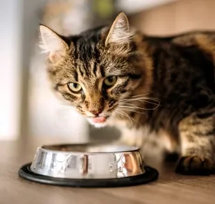 A ração para gato idoso ajuda a prevenir uma série de doenças 