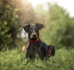 Confira os melhores nomes para Doberman