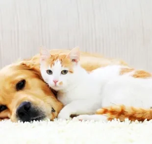 Sites de adoção de cachorros e gatos facilitam a vida do adotante