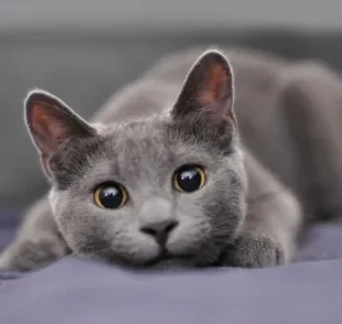 Nomes para gatos cinza podem ser inspirados em personagens de filmes e séries