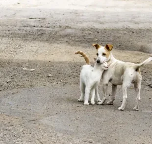 As zoonoses que afetam cães e gatos merecem a atenção de toda a população