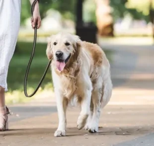 Descubra se a guia unificada para cachorro vale a pena e melhora o passeio