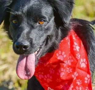 Adotar cachorro é sinônimo de várias responsabilidades. Saiba quais são elas!