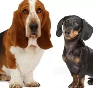 Basset Hound e Dachshund: conheça as diferenças entre as raças