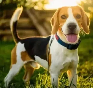 O Beagle é uma raça dócil, agitada e muito brincalhona