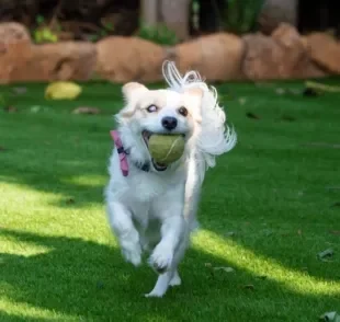 Brinquedos para cachorro cego melhoram o dia a dia do animal