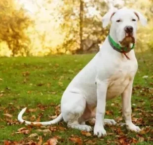 O Dogo Argentino tem cara de sério, mas é um cachorro argentino muito dócil e tranquilo