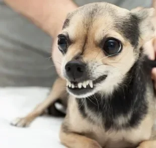 Um cachorro querendo morder fica com os dentes à mostra e rosna