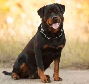 Não sabe o que significa quando o cachorro anda rebolando? Pode ser um sinal de displasia coxofemoral em cães!