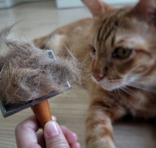 Gato soltando muito pelo? A escovação ajuda a minimizar a sujeira