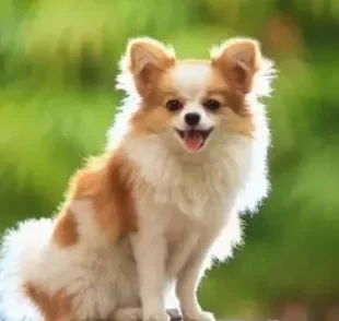 O Chihuahua de pelo longo possui a pelagem bem comprida e elegante