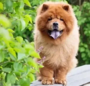 O Chow Chow é conhecido por seu pelo macio e sua juba, mas a personalidade também é marcante