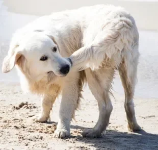 Comportamentos do cachorro: correr atrás do rabo nem sempre é uma brincadeira