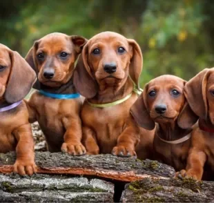 O cachorro Dachshund é um ótimo candidato para ser o seu melhor amigo