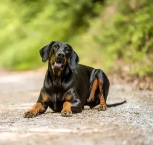 É normal a orelha do Doberman ficar para cima? O Patas te responde!