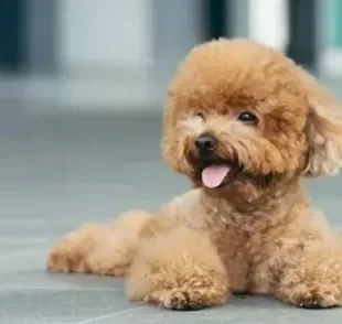 O filhote de Poodle é uma das raças mais queridas e brincalhonas