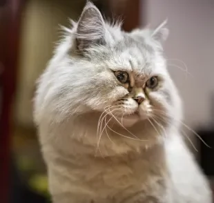  O gato Persa tosado é uma forma de deixar o pet mais confortável em algumas situações