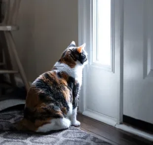  Gatos tristes: Sintomas como olhar através da janela e o isolamento são comuns