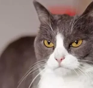 O gato com olho remelando pode ser apenas uma sujeirinha ou indicar um problema mais grave, como a conjuntivite