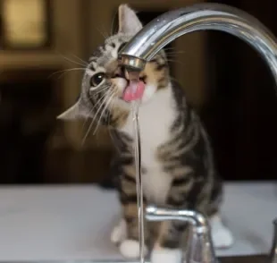 A torneira para gato beber água não é muito confiável