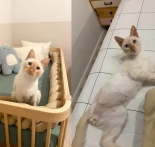 Adote um gato com deficiência: conheça a história do gatinho Juliano 