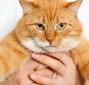 Os nomes para gatos laranjas podem refletir a pelagem do pet