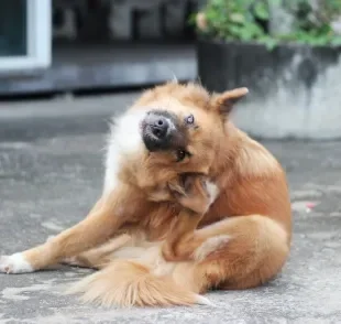 A otite canina e a sarna de ouvido causam coceira intensa no ouvido do animal