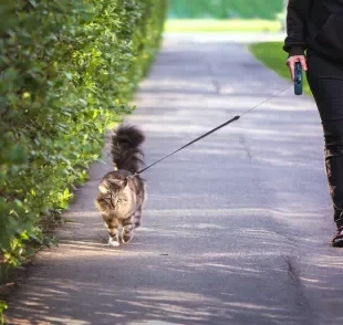 Passear com gato deve ser um momento relaxante, por isso, não force o animal