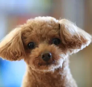 Poodle: pelo liso não é uma característica natural da raça 