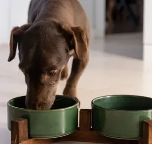 Até pode dar sachê para cachorro todo dia, mas é importante ficar atento a alguns detalhes