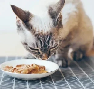 O sachê para gatos escolhido deve ser balanceado e de boa qualidade