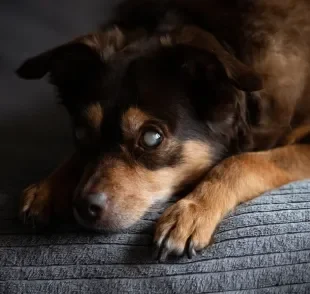 A cegueira em cachorro pode ser decorrente de doenças graves que precisam de atenção do tutor