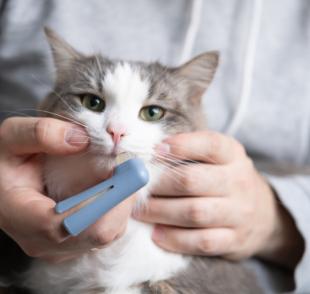 Escovar dente de gato adulto pode parecer um desafio, mas ajuda a prevenir doenças