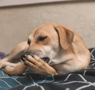 O cachorro se lambendo muito precisa de atenção