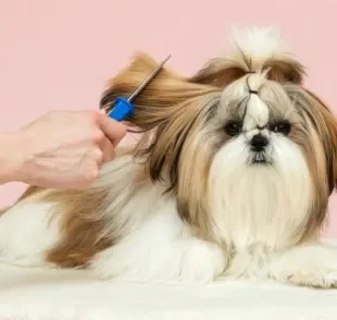 A tosa Shih Tzu pode ser adaptada para diferentes cortes. Saiba quais são eles!